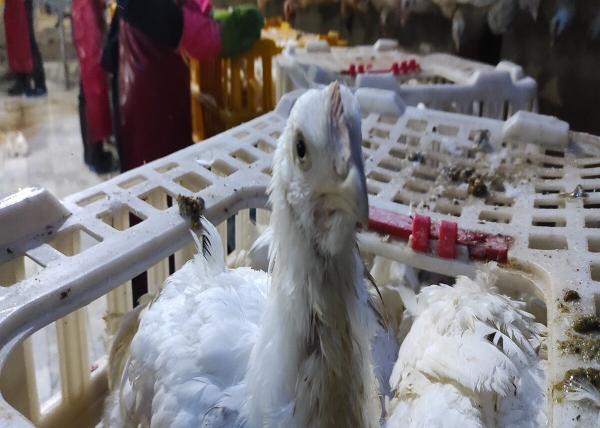 خبرنگاران مرغ زنده رقیب پرخطر کشتار روز در بانه