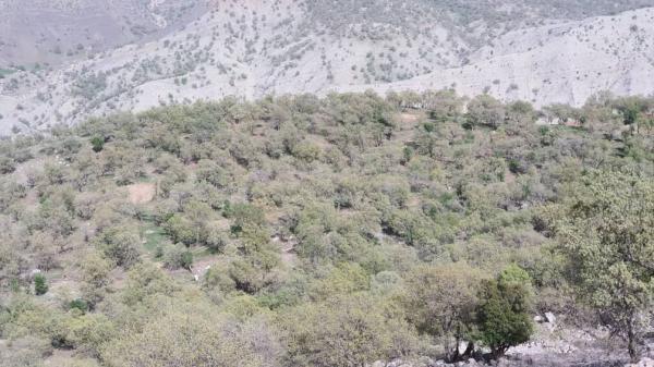 خبرنگاران مبارزه با جوانه خوار جنگل های بلوط دزفول، درانتظار خبرنگاران مبارزه با جوانه خوار جنگل های بلوط دزفول، درانتظار احداث باند فرود