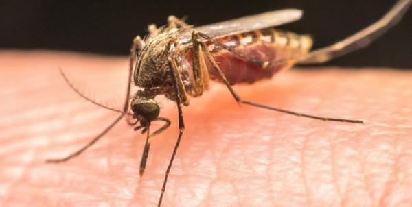 درخواست ایران برای اخذ گواهینامه حذف مالاریا از سازمان بهداشت جهانی
