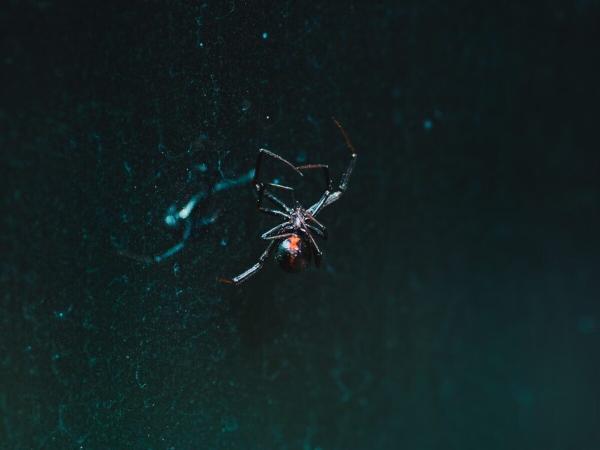 خطرناک ترین عنکبوت جهان در ایران ساکن است!
